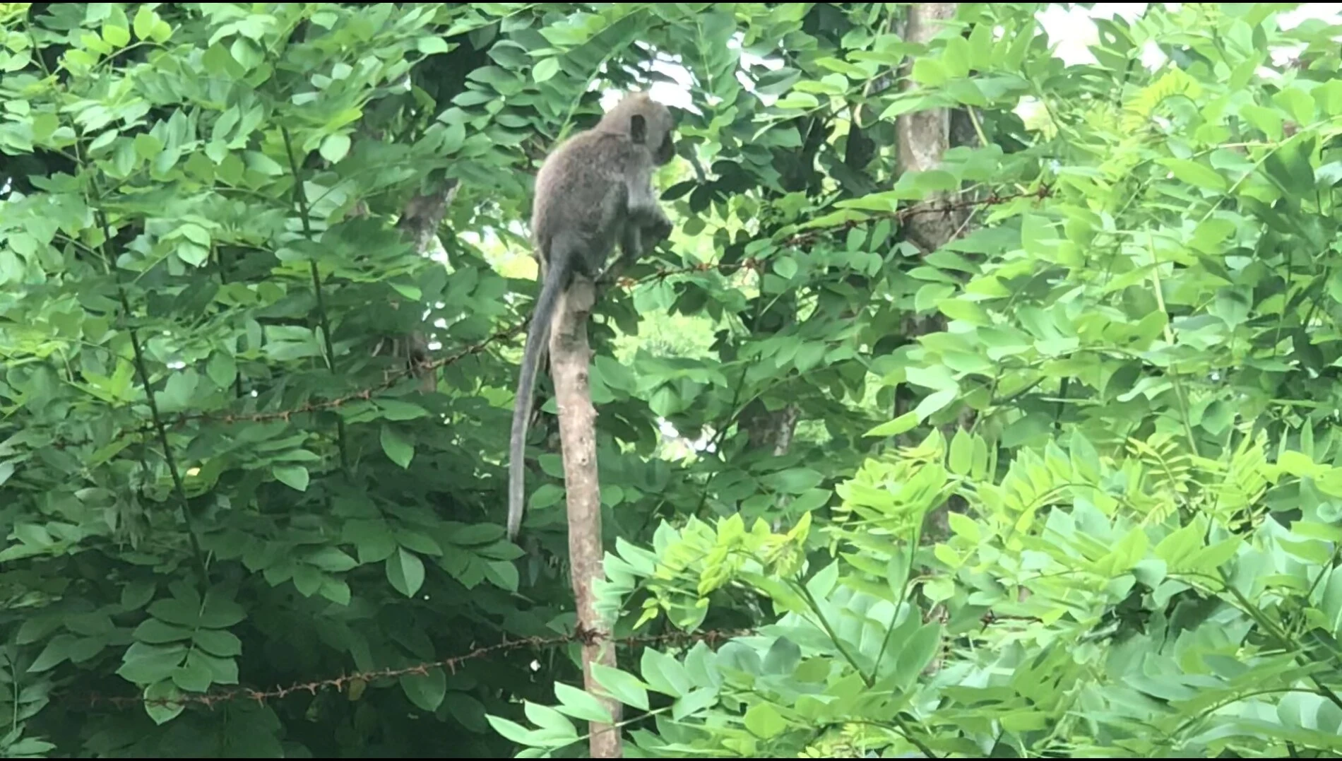 2018-Bali Island-Bali eiland-巴厘岛